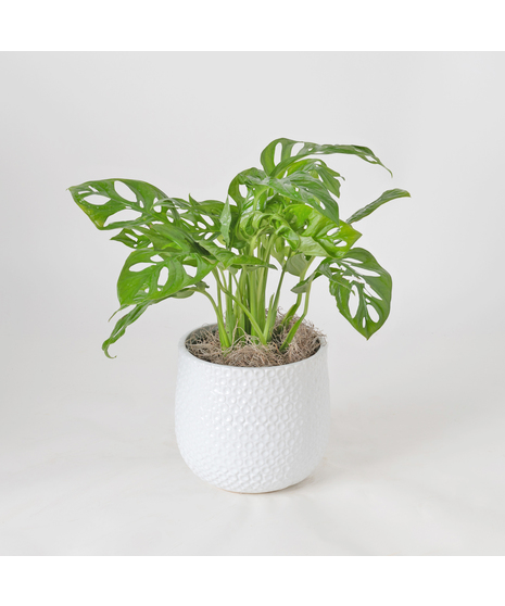 The Swiss Cheese Philodendron, also known as Monstera adansonii, is beloved for its unique, eye-catching foliage.