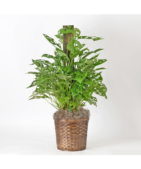Medium Split-Leaf Plant is known as the swiss cheese plant or monstera deliciosa and is easy-to-care-for. This 8 in. indoor plant is ideal for any space decor.