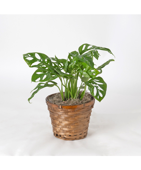 Swiss Cheese Philodendron