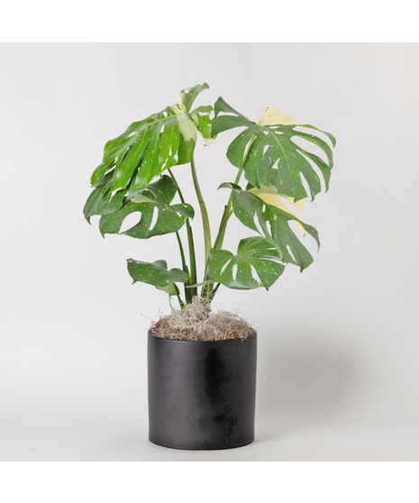 Medium Thai Constellation Philodendron