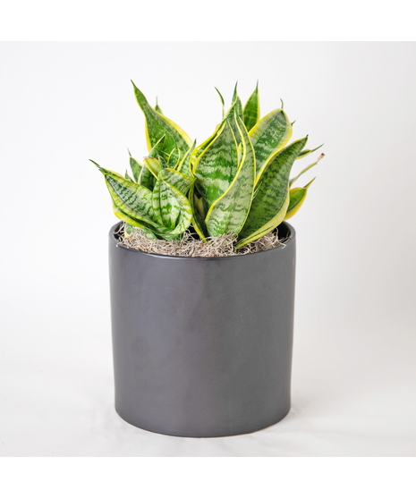 Medium Snake Plant Twisted Sister