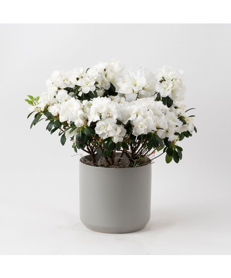 White azalea flowering plant. 