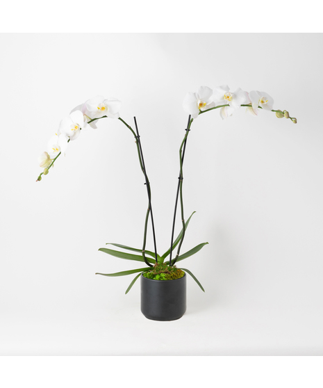 Double White Phalaenopsis