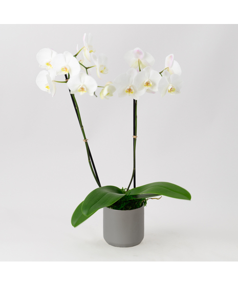 Double Stem White Orchids Garden
