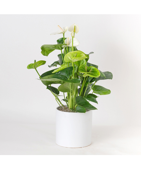 Deluxe White Anthurium