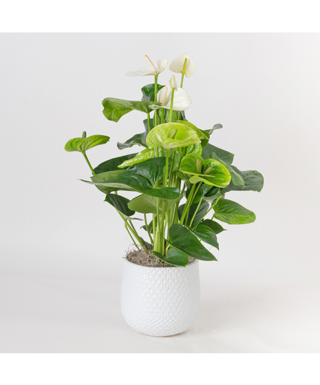 The Red Anthurium flowering plant makes a perfect house plant. 