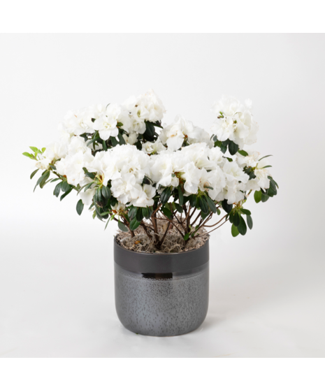 Deluxe White Azalea
