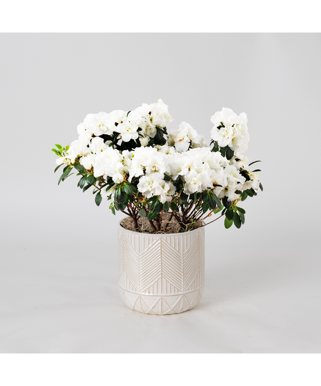 White azalea flowering plant. 