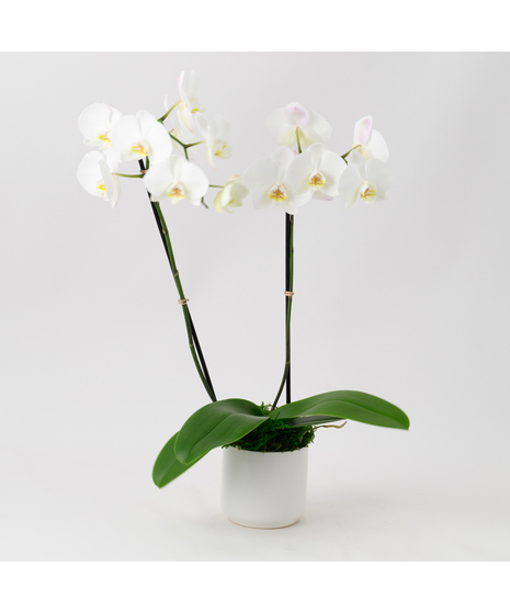Double White Phalaenopsis