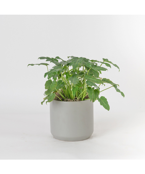 Bring a bold and tropical touch to any space with our Alocasia in an upgraded 6
