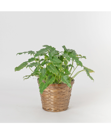 Philodendron Xanadu
