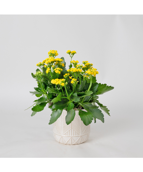 Deluxe-Orange-Kalanchoe flowering plant. 
