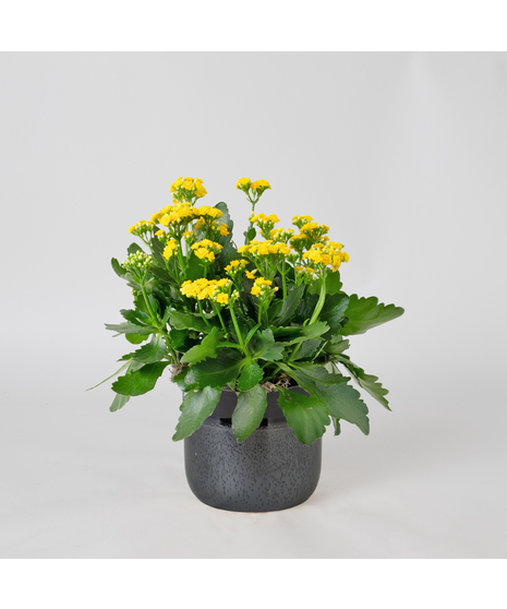 Deluxe-Orange-Kalanchoe flowering plant. 