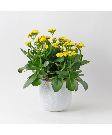 Deluxe-Orange-Kalanchoe flowering plant. 