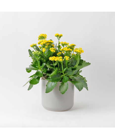 Deluxe-Orange-Kalanchoe flowering plant. 