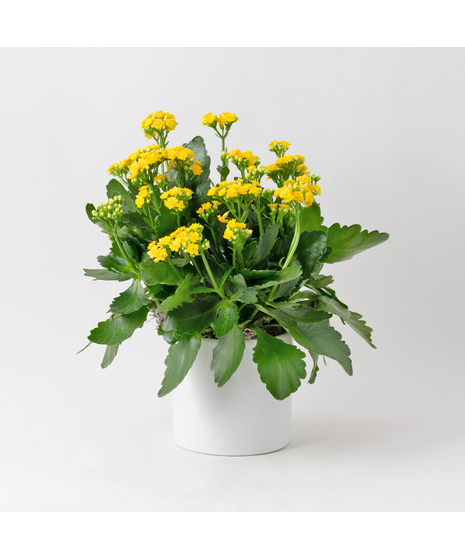 Deluxe-Orange-Kalanchoe flowering plant. 