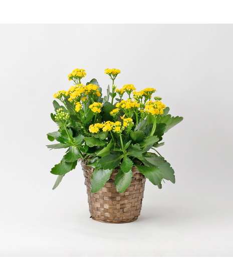 Yellow Kalanchoe