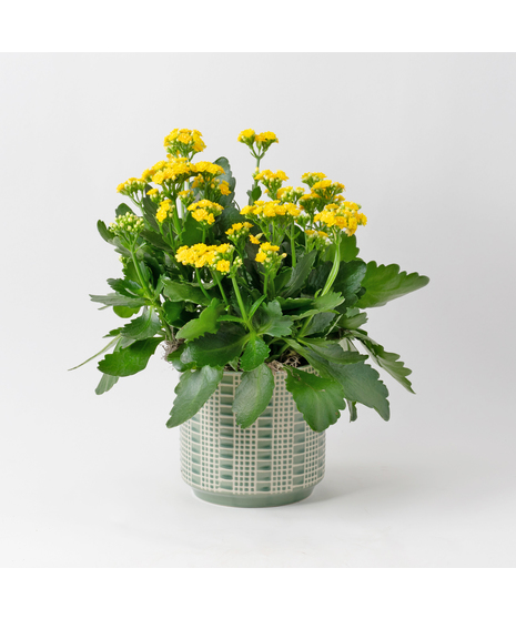 Deluxe-Orange-Kalanchoe flowering plant. 