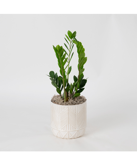 The Snake Plant, a member of the Asparagaceae family, is scientifically known as Sansevieria trifasciata.