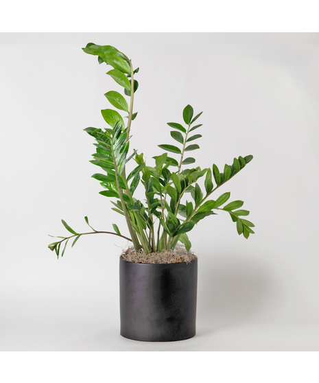 Medium ZZ Plant