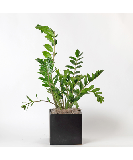 The ZZ Plant, scientifically known as Zamioculcas zamiifolia, is a low-maintenance plant ideal for areas with low to bright indirect light and minimal watering needs. 