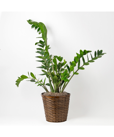 The 8-inch ZZ plant is a unique and thoughtful gift for any occasion