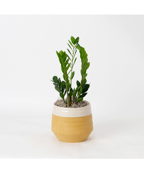  This 6 in. indoor ZZ Plant is ideal for any office or home decor with its shiny, waxy green leaves. 
