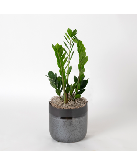 The Snake Plant, a member of the Asparagaceae family, is scientifically known as Sansevieria trifasciata.
