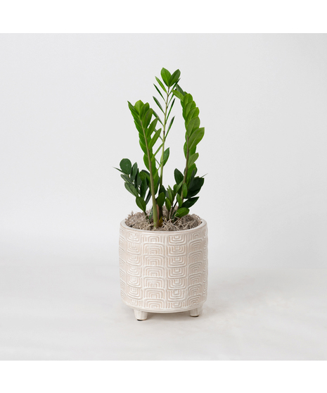  This 6 in. indoor ZZ Plant is ideal for any office or home decor with its shiny, waxy green leaves. 