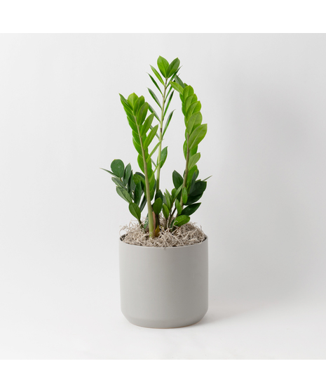The Snake Plant, a member of the Asparagaceae family, is scientifically known as Sansevieria trifasciata.