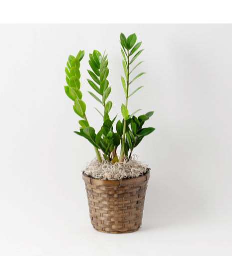 ZZ Plant