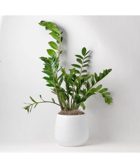 Medium ZZ Plant