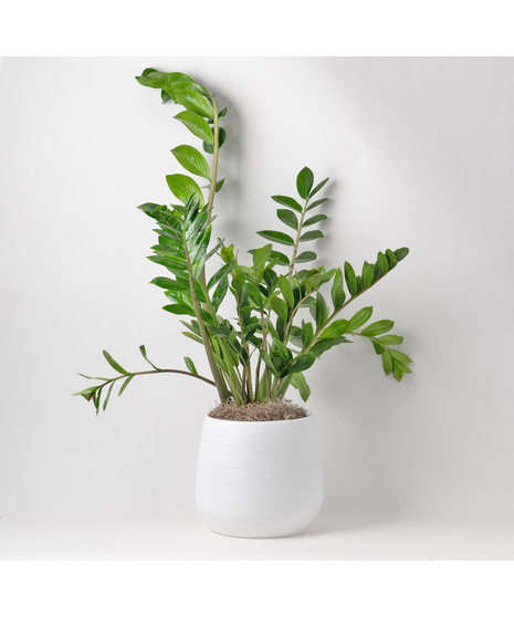 Medium ZZ Plant
