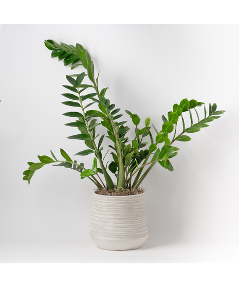 Medium Split-Leaf Plant is known as the swiss cheese plant or monstera deliciosa and is easy-to-care-for. This 8 in. indoor plant is ideal for any space decor.
