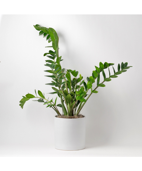 The 8-inch ZZ plant is a unique and thoughtful gift for any occasion