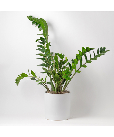 Medium Split-Leaf Plant is known as the swiss cheese plant or monstera deliciosa and is easy-to-care-for. This 8 in. indoor plant is ideal for any space decor.