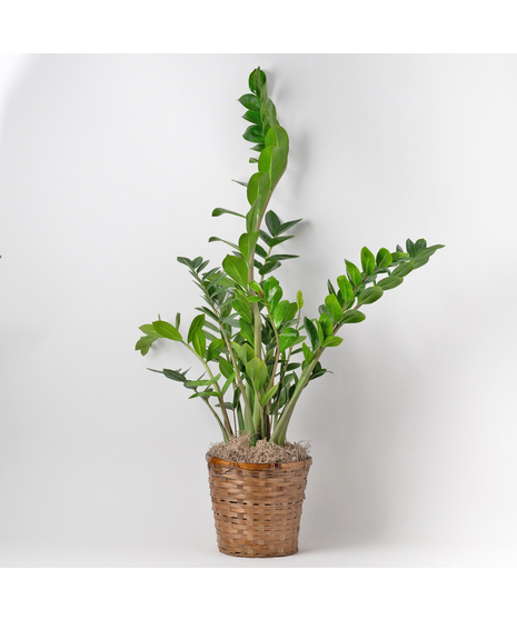 Medium Split-Leaf Plant is known as the swiss cheese plant or monstera deliciosa and is easy-to-care-for. This 8 in. indoor plant is ideal for any space decor.