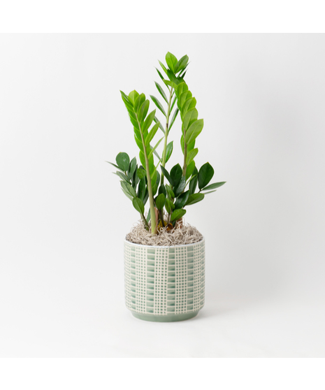 The Snake Plant, a member of the Asparagaceae family, is scientifically known as Sansevieria trifasciata.