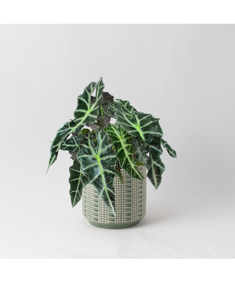 Bring a bold and tropical touch to any space with our Alocasia in an upgraded 6