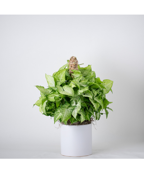 6 INCH NEPHTHYTIS IN A 6 INCH WICKER BASKET