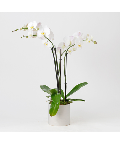 Orchid Morning