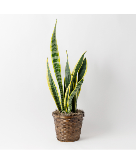 The Snake Plant, a member of the Asparagaceae family, is scientifically known as Sansevieria trifasciata.