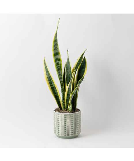 The Snake Plant, a member of the Asparagaceae family, is scientifically known as Sansevieria trifasciata.