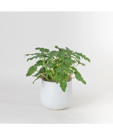Bring a bold and tropical touch to any space with our Alocasia in an upgraded 6