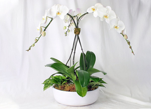 Orchids