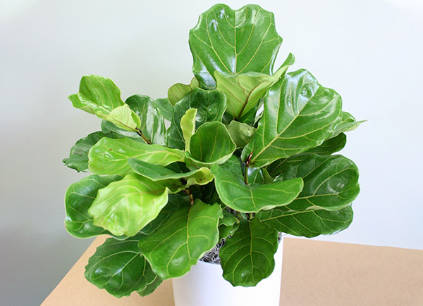 Houseplants
