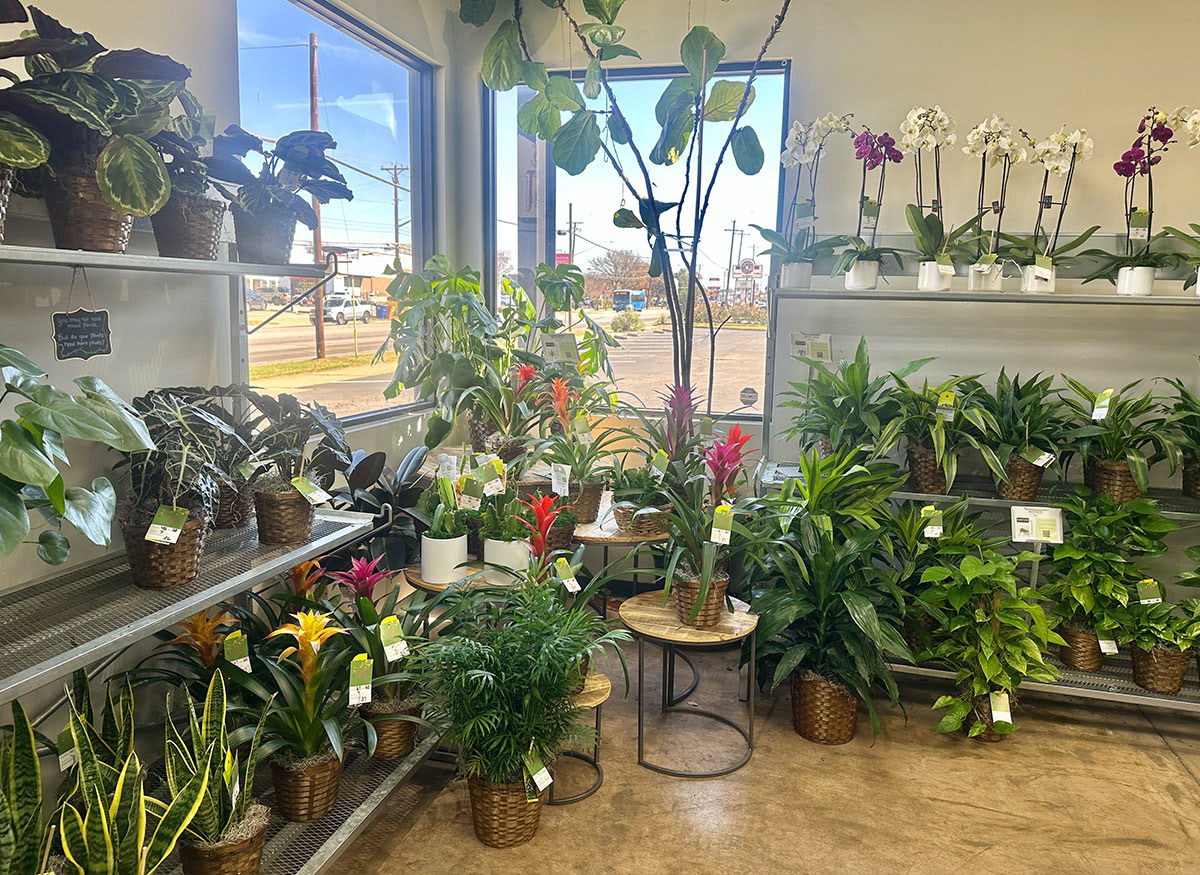 Gorgeous flower and plant arrangements in a wide range of pots and baskets