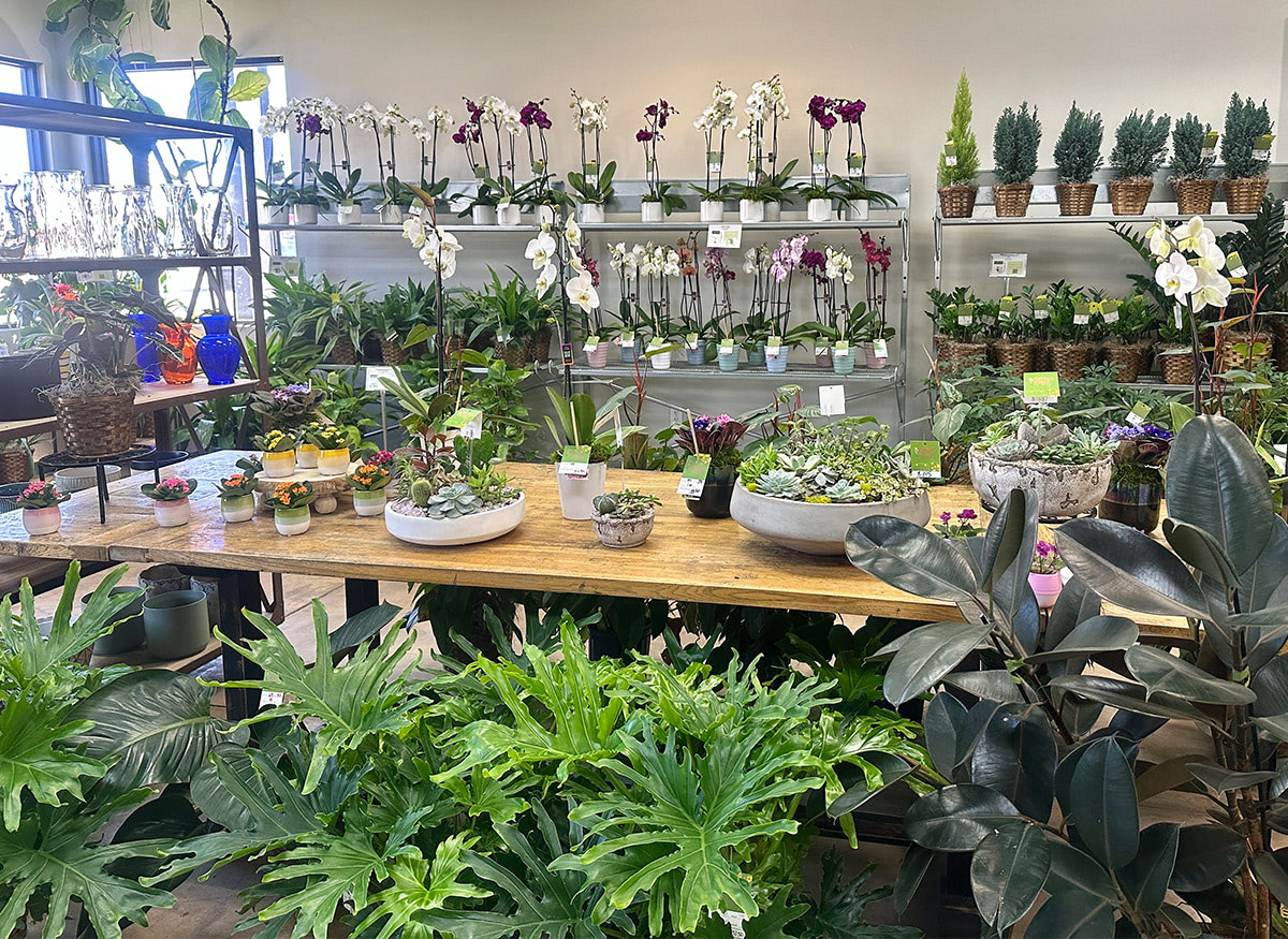A wide range of colorful floral arrangements, awaiting their new home