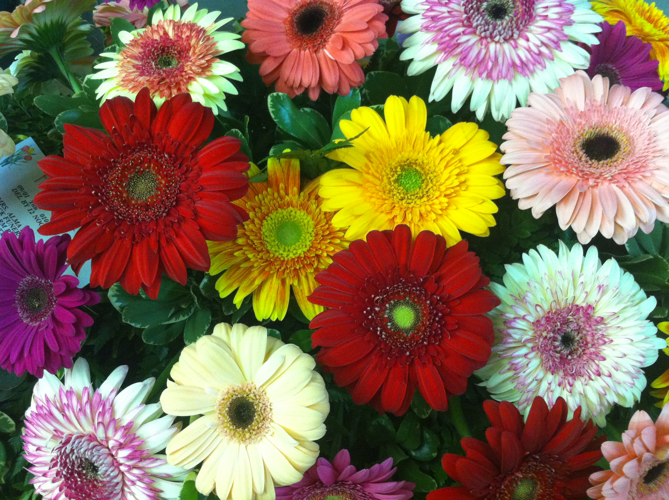 Gerber baby flowers cheap